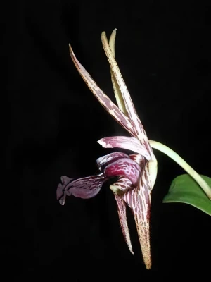Bild von Epigeneum amplum 4